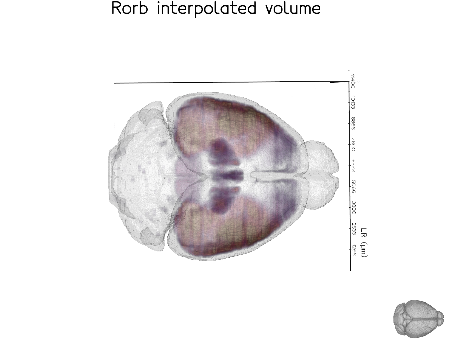 Rorb expression interpolated from 26 section series with nonlinear registration